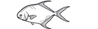 Gamefish Engravings - Permit