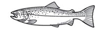 Gamefish Engravings - Salmon